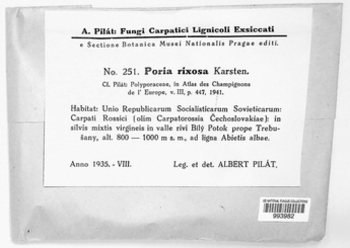 Poria rixosa image